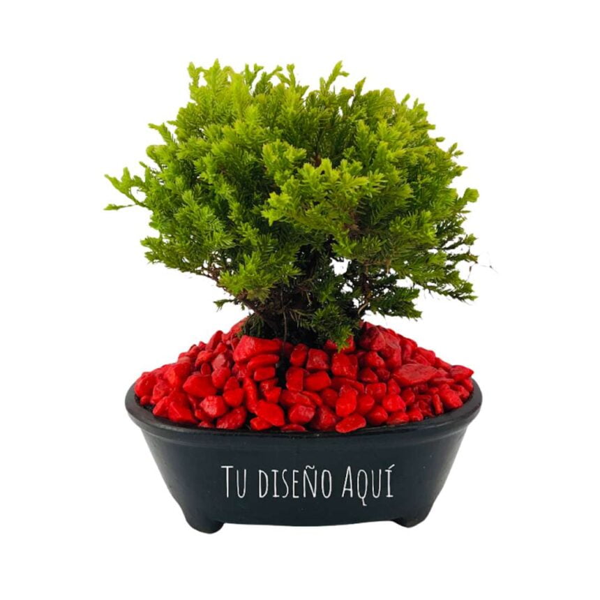 Bonsái Pino Canadá Gifii